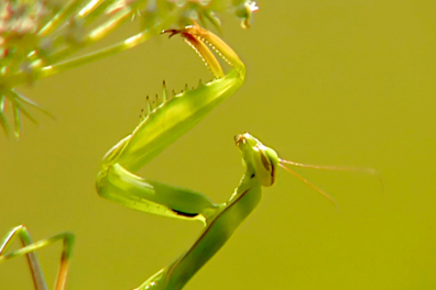 Alimentation de la mante religieuse - 2mn 16s
